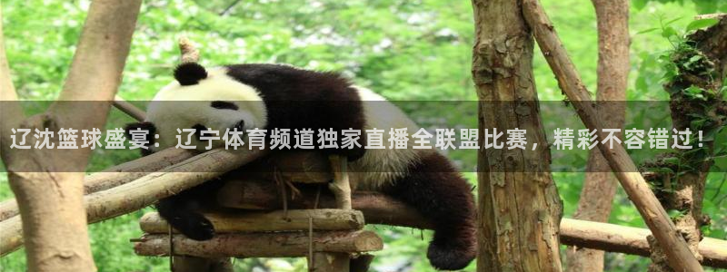 河豚在线直播nba：辽沈篮球盛宴：辽宁体育频道独家直播全联盟比赛，精彩不容错过！